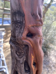 Arctostaphylos pringlei