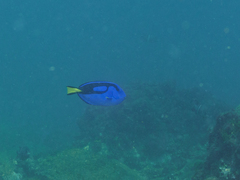 Paracanthurus hepatus