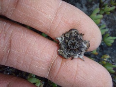Lampranthus falciformis