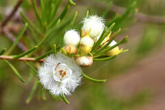 Verticordia cunninghamii