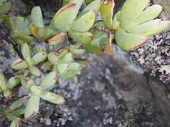 Lampranthus falciformis