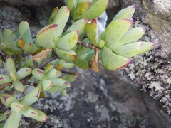 Lampranthus falciformis