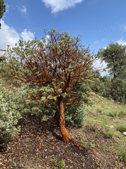 Arctostaphylos pringlei