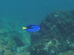 Paracanthurus hepatus