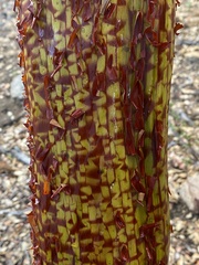 Arctostaphylos pringlei