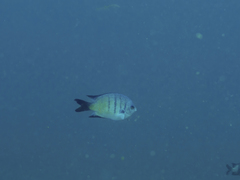 Abudefduf whitleyi
