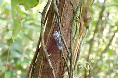 Cicadomorpha