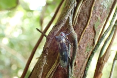 Cicadomorpha