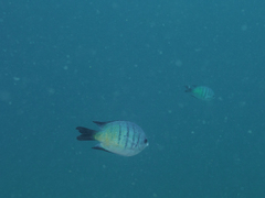 Abudefduf whitleyi