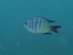 Abudefduf whitleyi