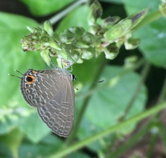 Jamides bochus nabonassar