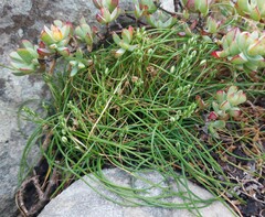 Ornithogalum schlechterianum