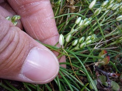 Ornithogalum schlechterianum