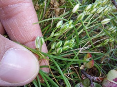 Ornithogalum schlechterianum