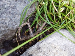 Ornithogalum schlechterianum