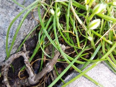 Ornithogalum schlechterianum