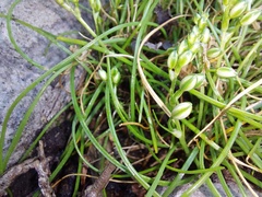 Ornithogalum schlechterianum