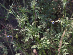 Coreocarpus parthenioides parthenioides