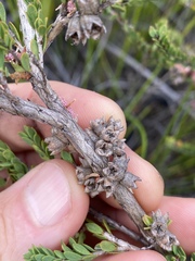 Melaleuca thymifolia