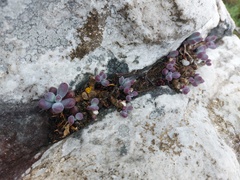 Curio crassulifolius