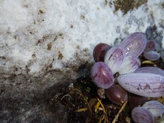 Curio crassulifolius