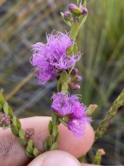 Melaleuca thymifolia