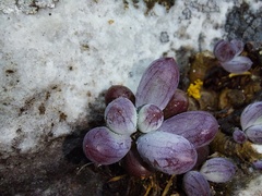 Curio crassulifolius