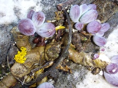 Curio crassulifolius