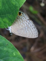 Jamides bochus nabonassar