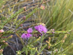 Melaleuca thymifolia