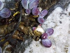 Curio crassulifolius