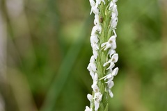 Platanthera dilatata leucostachys