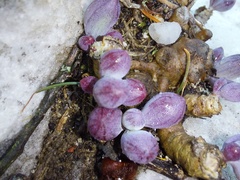 Curio crassulifolius