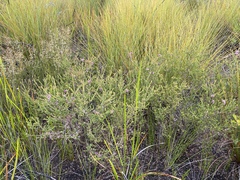 Melaleuca thymifolia