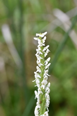 Platanthera dilatata leucostachys