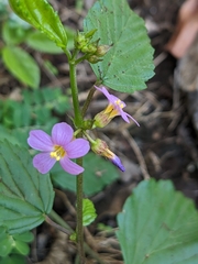 Melochia pyramidata