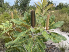 Banksia robur