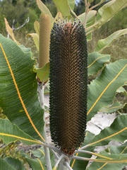 Banksia robur