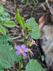 Melochia pyramidata