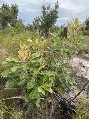 Banksia robur