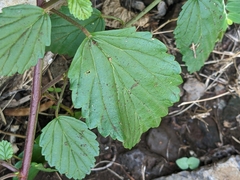 Melochia pyramidata