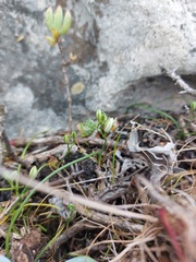 Ornithogalum schlechterianum