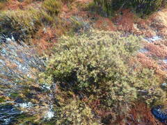 Dracophyllum oliveri