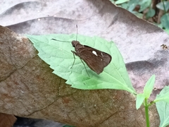 Notocrypta curvifascia