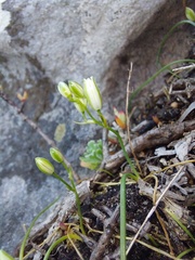 Ornithogalum schlechterianum