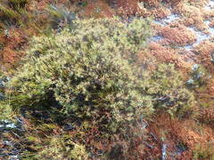 Dracophyllum oliveri