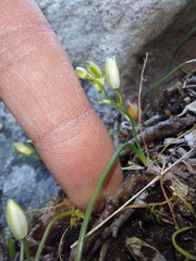 Ornithogalum schlechterianum