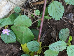 Melochia pyramidata