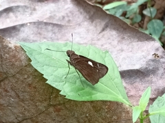 Notocrypta curvifascia