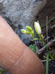 Ornithogalum schlechterianum